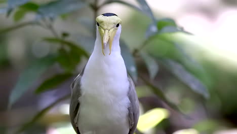 A-beautiful-Masked-Lapwing-bird-with-a-yellow-bearded-look,-perched-and-relaxed---Close-up