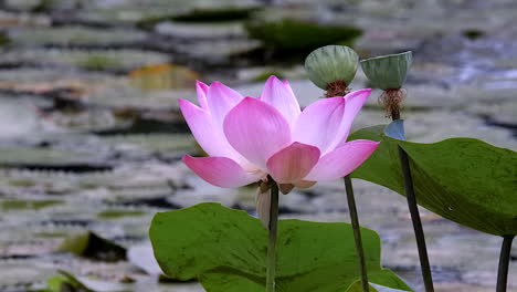 A-Lovely-And-Beautiful-Pink-Waterlily-Flower-Vegetated-In-A-Freshwater-Pond---Close-Up-Shot