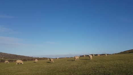 Schafe-Grasen-Im-Gehege-Auf-Holy-Island,-Anglesey,-Wales