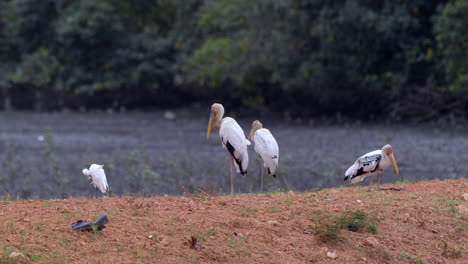 A-group-of-Storks-and-Egrets-standing-on-high-ground-by-the-river-in-a-forest---Wide-shot