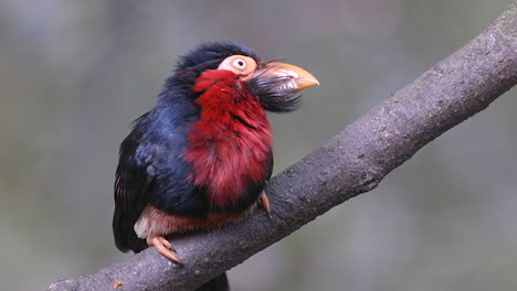 A-lonely,-adorable-Bearded-Barbet-perched-on-a-tree-branch-and-calling---Close-up