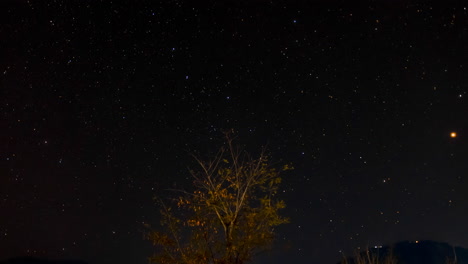 Night-sky-timelapse-with-a-tree-as-a-central-foreground-element