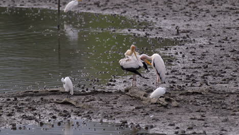 A-pair-of-Storks-on-the-muddy-riverbank-grooming-themselves-with-Egrets-near-them---Wide-shot