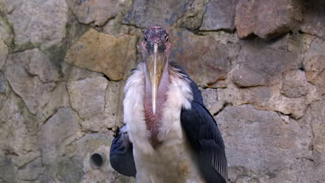 A-half-body-view-at-the-unique-look-of-a-Marabou-Stork,-standing-and-peaceful---Mid-shot