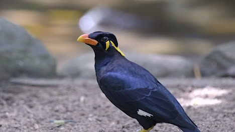 A-beautiful,-shiny-Common-Hill-Myna-perched-on-the-ground-by-a-river,-blurry-background---Close-up