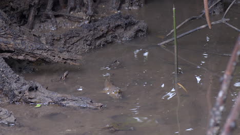 A-small,-brown-Mudskipper-fish-moving-in-the-shallow-waters-of-a-river---Close-up