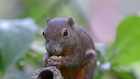 An-adorable-Plantain-Squirrel-holding-and-eating-a-piece-of-fruit---Close-up-slow-motion