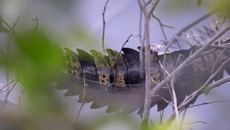 The-Spiky-And-Sharp-Tail-Of-A-Estuarine-Crocodile-Resting-On-The-Waters---Wide-Shot