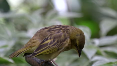A-small,-beautiful-brown-feathered-Weaver-bird-perched-on-a-tree-branch,-resting-and-looking-at-the-surroundings---Close-up
