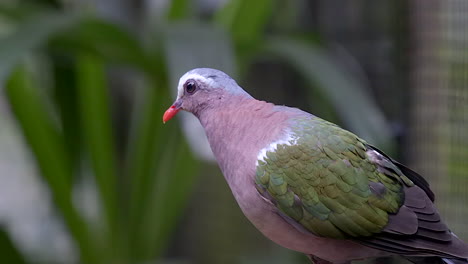 A-beautiful-Grey-Capped-Emerald-Dove-perched-on-a-tree-branch,-bobbing-it's-head-and-looking-around---Half-body-shot