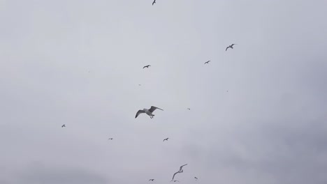 Seagulls-Accompany-the-Ship-on-a-Cloudy-Day