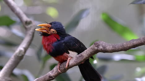 A-beautiful-rare-Bearded-Barbet-perched-on-a-tree-branch-and-cleaning-his-beak-on-the-wood---Close-up