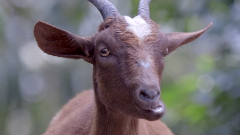 A-goat-quietly-chewing-it's-food-while-looking-directly-at-the-camera---Close-up
