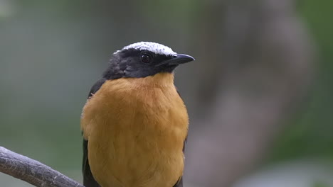 A-small-adorable-White-Crowned-Robin-perched-on-a-tree-branch---Close-up