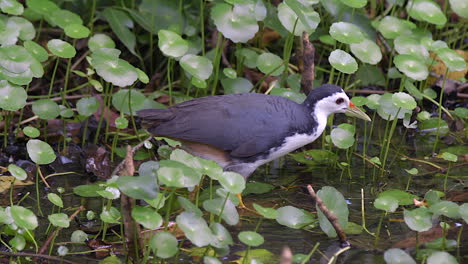 The-Lovely-White-Breasted-Waterhen-Walking-Around-The-Pond--Close-Up-Shot