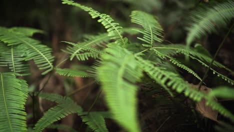 Close-Up-Shot-Of-Wild-Fern-Deep-Inside-The-Humid-Tropical-Rainforest-Jungle