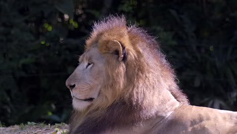 Seitenansicht-Eines-Verschlafenen-Afrikanischen-Löwen,-Der-Auf-Dem-Boden-Liegt---Nahaufnahme