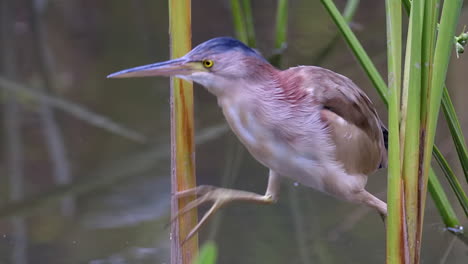 A-Yellow-Bittern-Bird-perched-on-freshwater-reeds-over-water-then-flying-off---Slow-motion