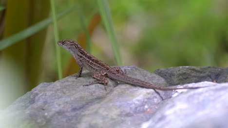A-Brown-Spotted-Lizard,-Lying-On-A-Rock,-Stretching-Its-Neck-Trying-To-Catch-Some-Food---Close-Up-Shot