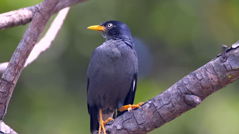 A-beautiful-blue-Common-Myna-perched-on-a-tree-branch-and-looking-at-it's-surroundings---Close-up