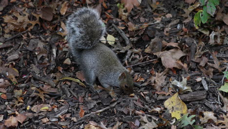 Cute-squirrel-sniffs-ground-covered-with-brown-leaves
