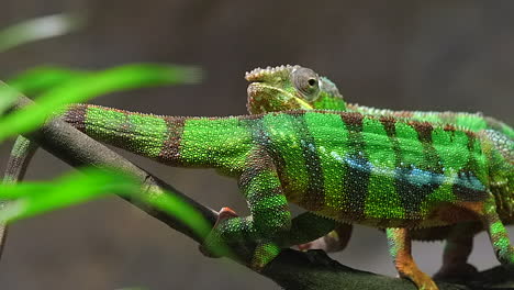 Green,-striped-Panther-Chameleon-lizards-passing-each-other-by-on-a-tree-branch---Close-up