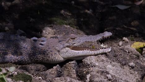 The-Wild-Estuarine-Crocodile-Peacefully-Lying-With-Its-Mouth-Slightly-Open-Under-The-Heat-Of-The-Sun---Close-Up-Shot