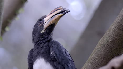 A-beautiful-black-Northern-Africa-Pied-Hornbill-perched-on-a-tree-branch-quiet-and-looking-at-his-surroundings---Close-up