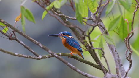 A-beautiful-blue-feathered-common-Kingfisher-bird-perched-on-a-thin-tree-branch-then-flying-away---Slow-motion