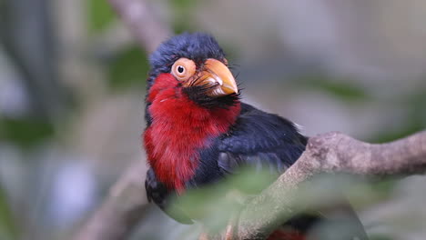 A-beautiful-red-belly-Bearded-Barbet-perched-on-a-tree-branch-swaying-in-the-wind---Close-up