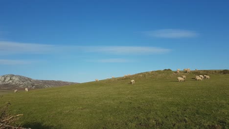 Schafe-Grasen-Im-Gehege-Auf-Holy-Island,-Anglesey,-Wales-2