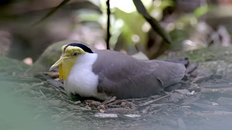 A-beautiful-female-Masked-Lapwing-on-her-nest,-incubating-her-eggs---Close-up