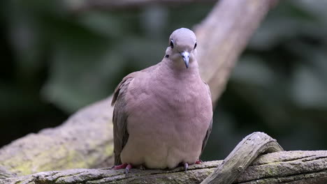 A-beautiful-Dove-with-purplish-feathers-perched-on-a-tree-branch-resting---Close-up