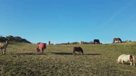 Horses-And-Ponies-Graze-In-The-Enclosure