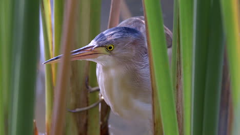 A-beautiful-Yellow-Bittern-hidden-behind-tall,-green,-lush-freshwater-plants-and-waiting-for-prey---Close-up