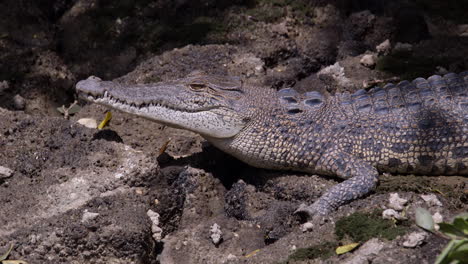 A-Dangerous-Estuarine-Crocodile-Taking-A-Rest-Under-The-Sun-While-Watching-For-Its-Prey---Close-Up-Shot