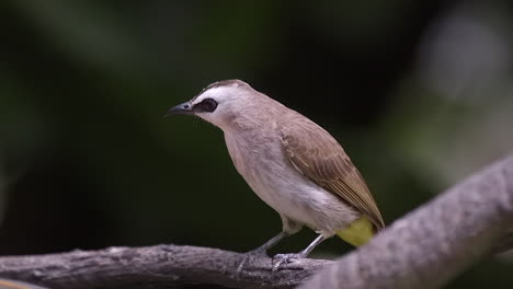 A-beautiful,-small-Yellow-Vented-Bulbul-perched-on-a-tree-branch-and-looking-at-his-surroundings,-side-view---Close-up