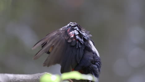 A-beautiful-red-neck-and-belly-Bearded-Barbet-grooming-his-left-wing,-side-view---Slow-motion