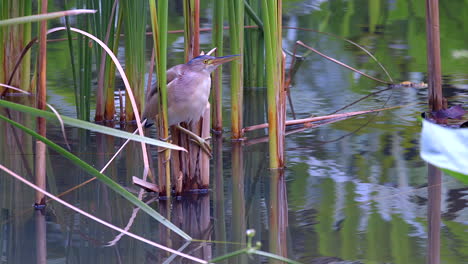 A-small-Yellow-Bittern-bird-perched-between-freshwater-plants-and-calling---Slow-motion