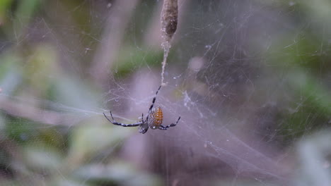 A-Spider-On-Its-Web-Left-Its-Cocoon-To-Find-Food---An-Attraction-In-A-Park-In-Singapore---Close-Up-Shot