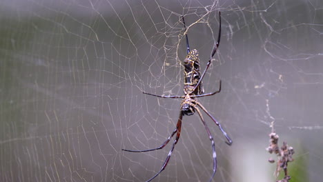 A-Golden-Orb-Weaver-Spider-steady-waiting-for-it's-next-prey-on-it's-web---Close-up