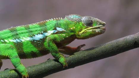 A-green,-striped-Panther-Chameleon-feeding-on-a-cricket-on-a-tree-branch---Close-up