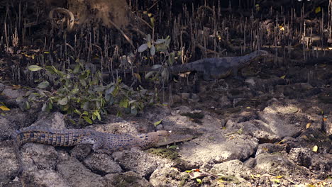The-Monitor-Lizard-And-The-Crocodile---A-Battle-Between-The-Prey-And-The-Predator---Wide-Shot
