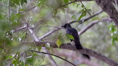 A-Beautiful-Black-Crow-Sitting-Peacefully-On-A-Branch-Of-A-Tree-On-A-Fine-Day---Medium-Shot