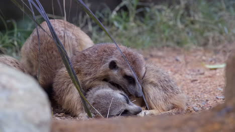 Meerkats-cuddled-together-for-warmth-and-sleeping-on-the-ground,-one-looking-at-the-camera-and-another-walking-around-looking-for-a-place-to-lay-down---Close-up