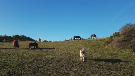 Pferde-Und-Ponys-Grasen-Im-Gehege-Auf-Holy-Island,-Anglesey,-Wales