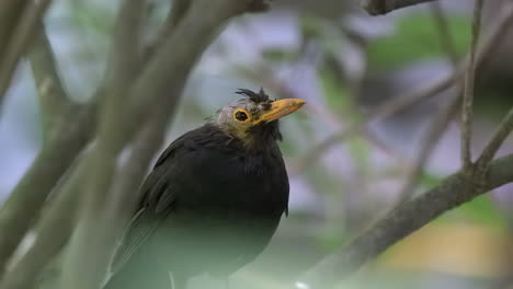 A-typical-Myna,-bald-because-of-molting-and-fighting-with-other-birds,-calling---Close-up