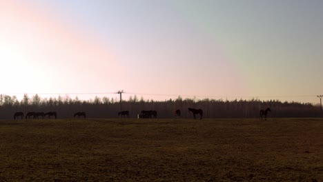 Horses-graze-in-field-under-colorful-sunset-sky,-tele