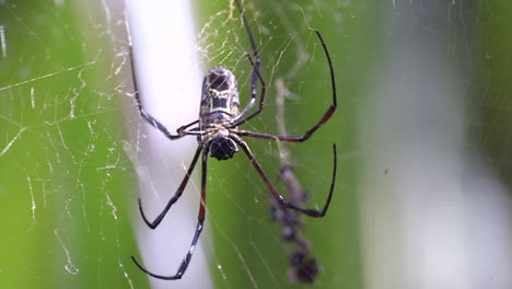 A-Golden-Orb-Web-spider-walking-on-it's-web---Slow-motion