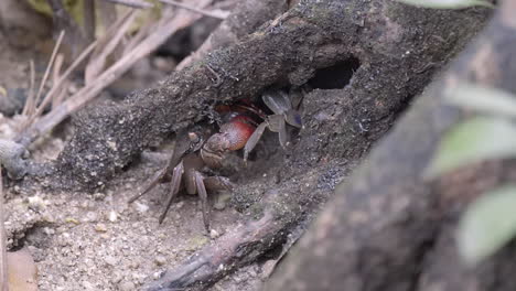 A-mud-crab-defending-it's-burrow-from-an-invader---Close-up